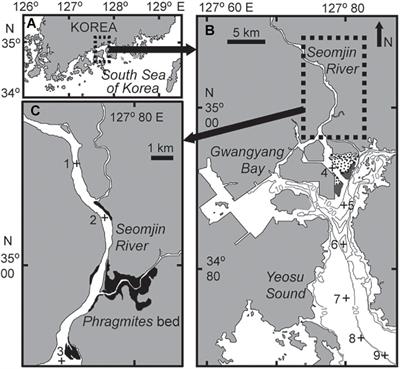 Dominance of Autochthonous Phytoplankton-Derived Particulate Organic Matter in a Low-Turbidity Temperate Estuarine Embayment, Gwangyang Bay, Korea